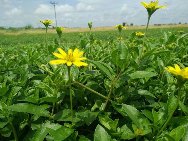Khai thác các chất phụ gia thực phẩm từ những loại nguyên liệu tự nhiên