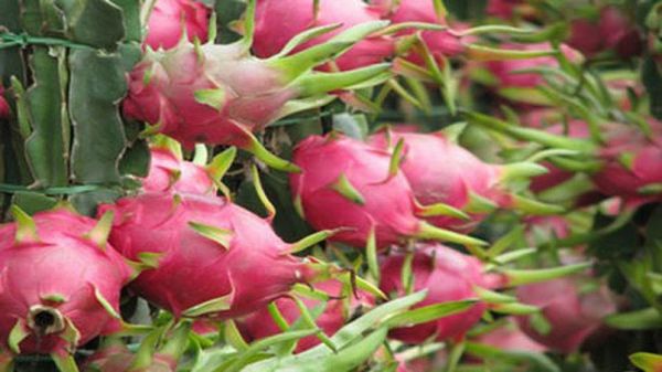 Thúc đẩy xuất khẩu trái cây tươi và các sản phẩm chế biến từ trái cây sang Hàn Quốc